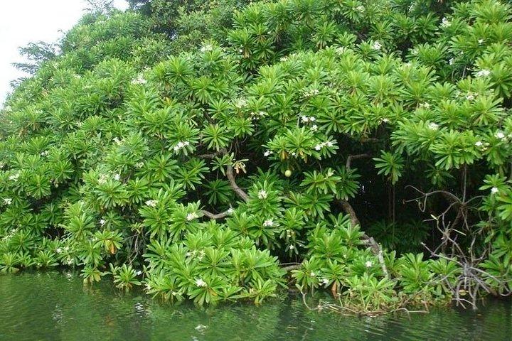 Shore Excursions to Mangrove Wetland Colombo.