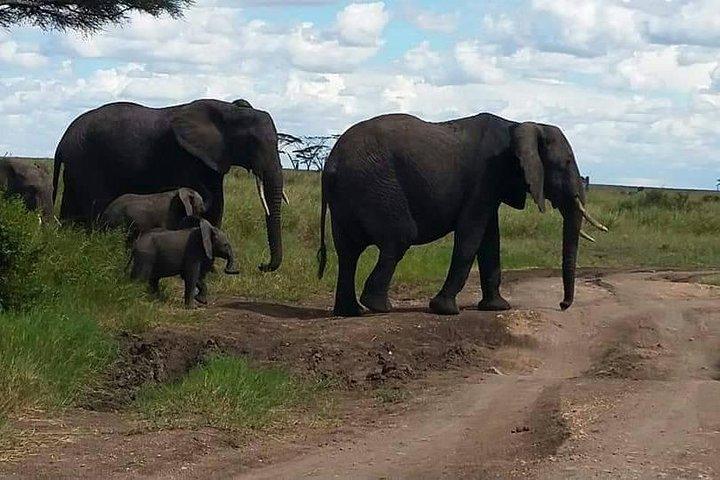 6 Days Mara River Crossing - The Great Migration