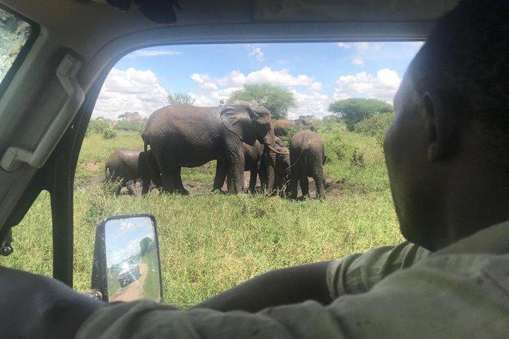 2 Days Best of Ngorongoro and Tarangire National Park