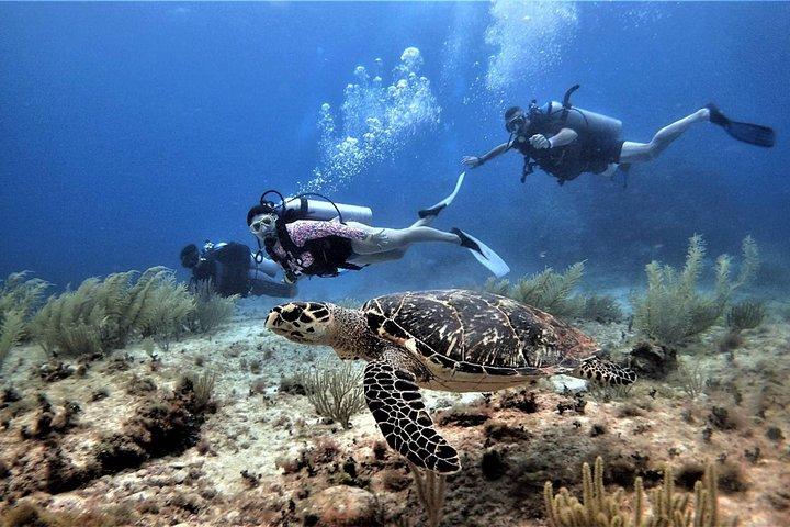 Open Water Diver course PADI in Cancun