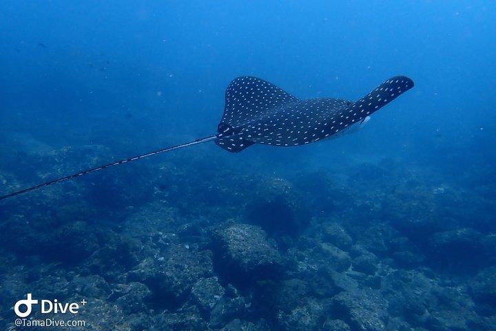 Snorkeling at Catalina Islands