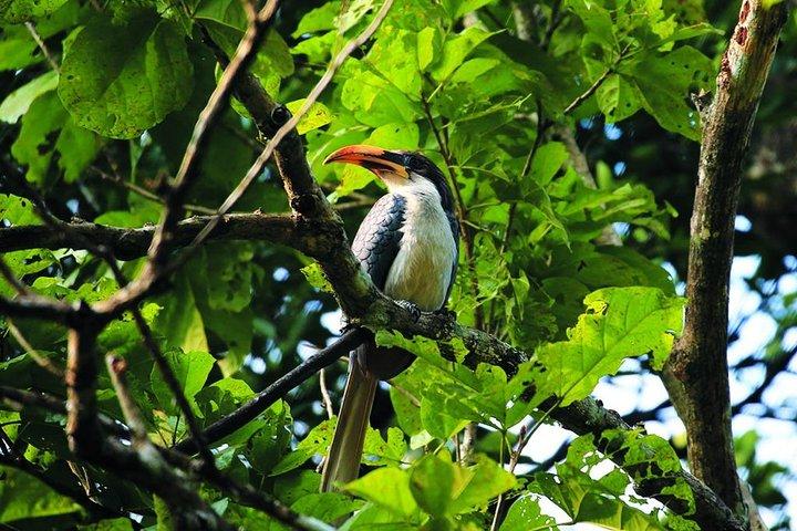 Bird Watching Tour Sri Lanka - 10 Days