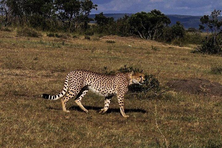 9-DAY Cruise Kenya Safari with DALA (customisable)