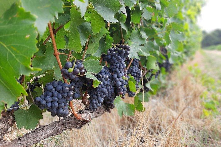 Private Wine Tour of Stellenbosch, Franschhoek and Paarl