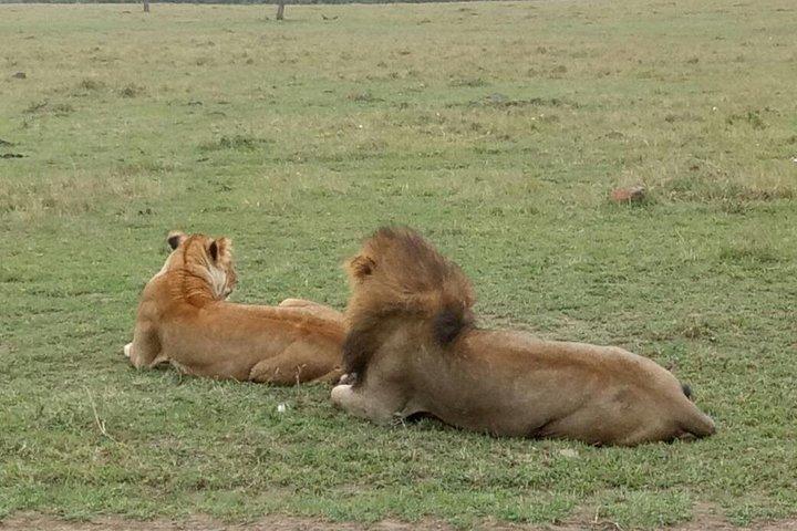 6 Days in Masai Mara- lake Nakuru- Amboseli National Park