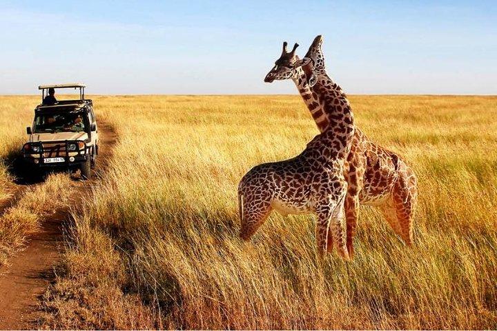 7 Days - Serengeti Wildebeest Migration Safari