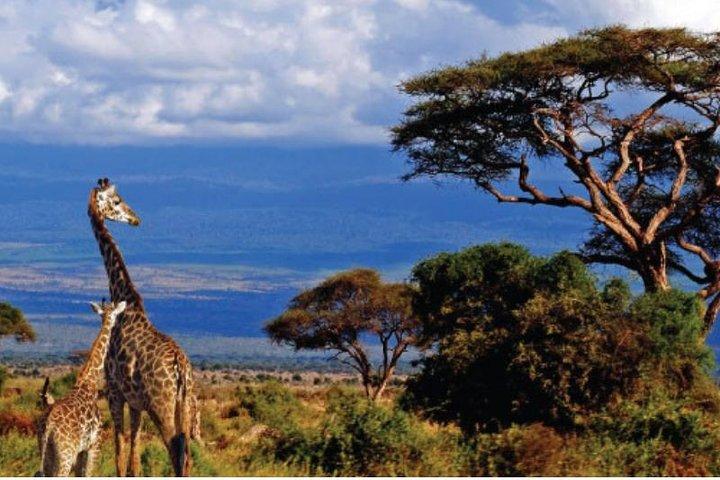 7 Days - Serengeti Wildebeest Migration Safari