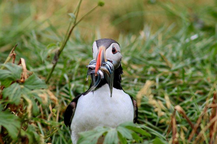 Two-In-One: Whale & Puffin Watching Tours from Reykjavik