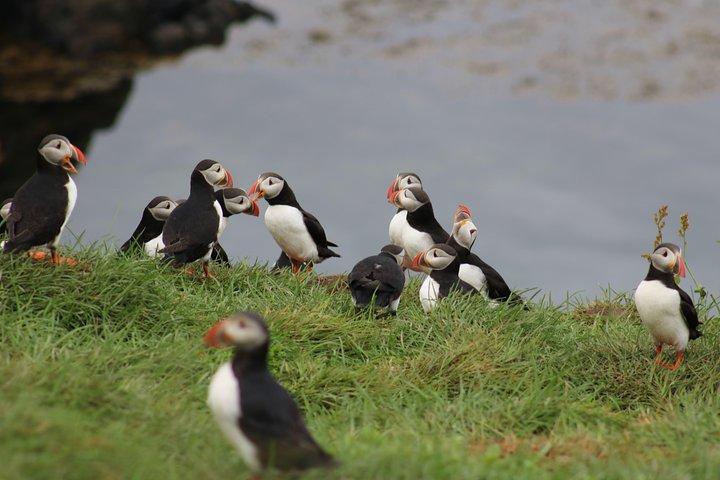 Premium Small-Group Puffin & Bird Watching tour from Reykjavík