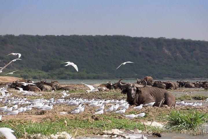 3 days Big five Game Viewing in Queen Elizabeth National Park