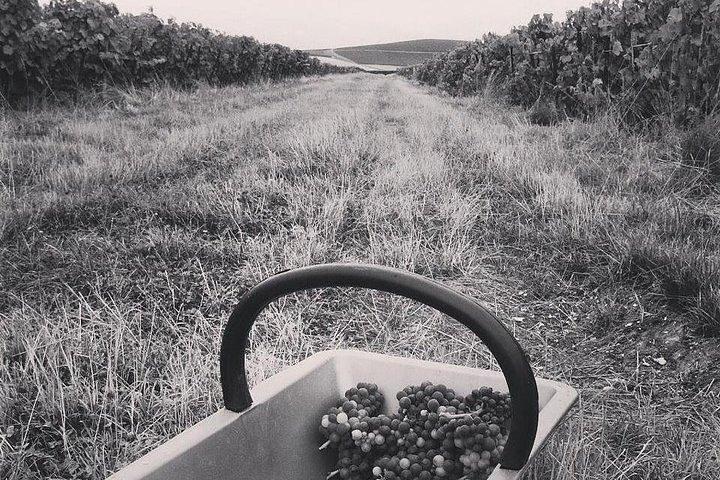 Champagne Lamiable: Stroll and taste in the Grand Cru Champagne vineyard