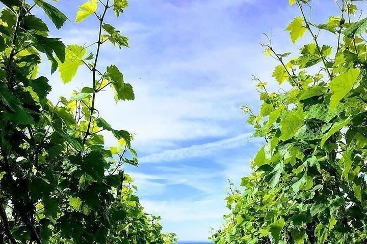 Champagne Lamiable: Stroll and taste in the Grand Cru Champagne vineyard