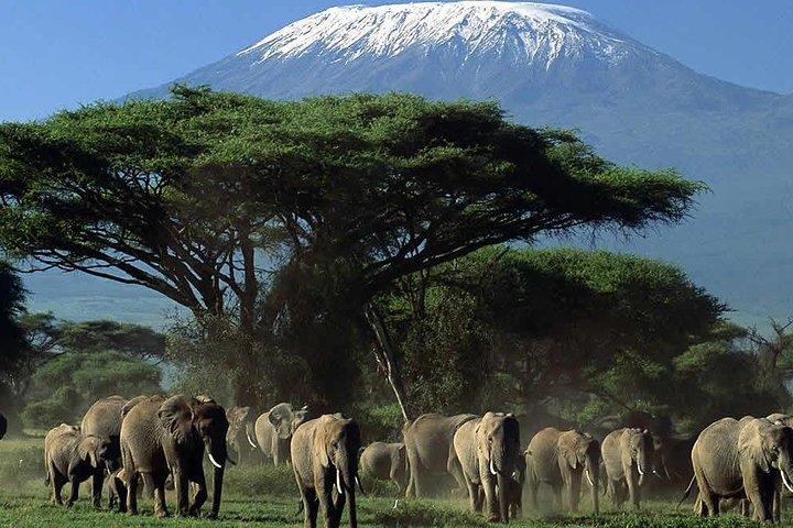 3 Days Amboseli Safari