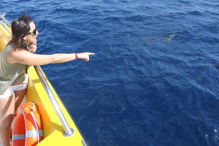 Lobos Island - The dolphin route