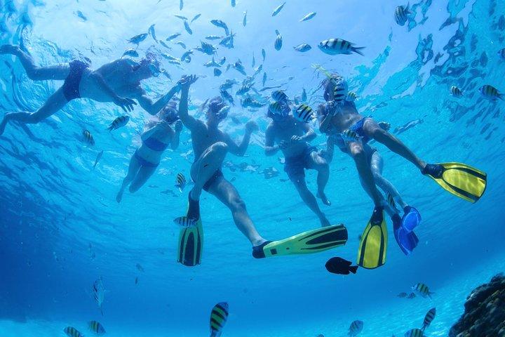 Dolphin Mini Cruise at Playa del Carmen