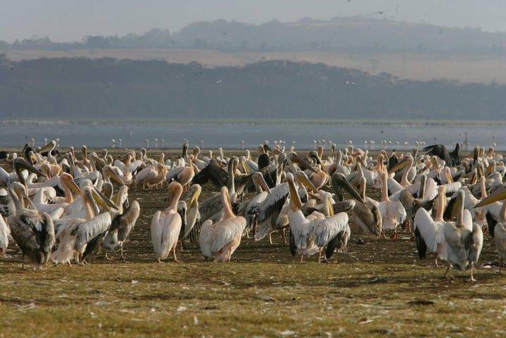 4-Day Adventure to Lake Nakuru & Maasai Mara