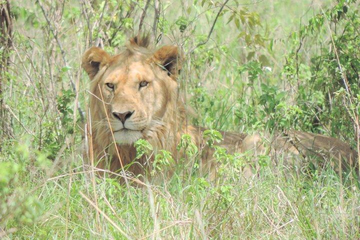 4-Day Adventure to Lake Nakuru & Maasai Mara