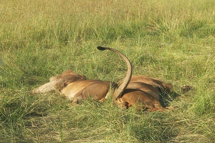 2 Days Maasai mara camping group safari