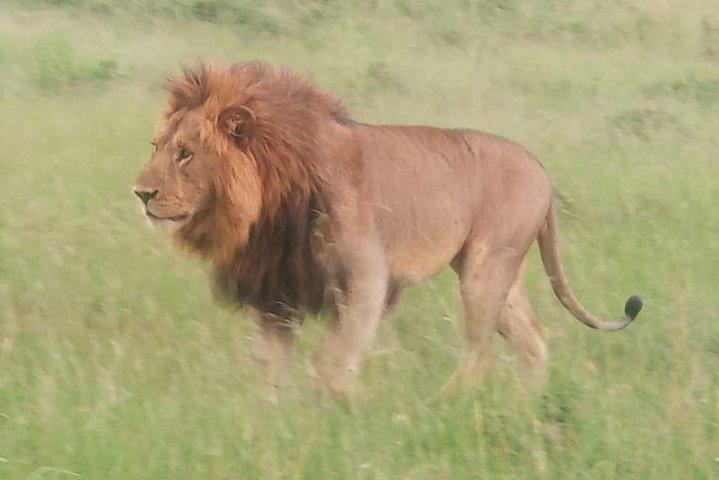5-Day Tanzania Camping Safari: Manyara, Serengeti & Ngorongoro