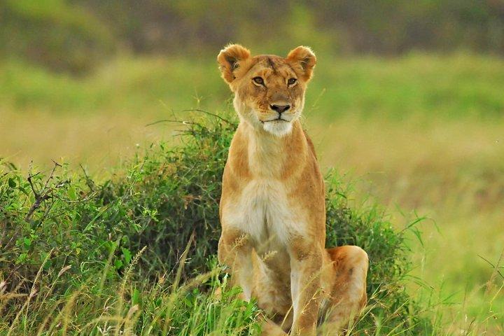 3 Days 2 nights Budget Safari Masai Mara