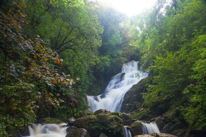 Killarney Highlight Half Day Tour -National Park-Muckross House