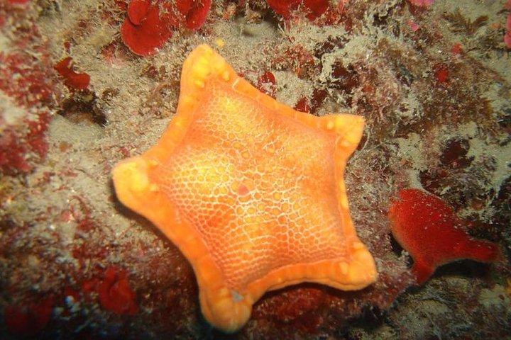 Snorkeling Tour Coast to Coast Taormina and Isola Bella