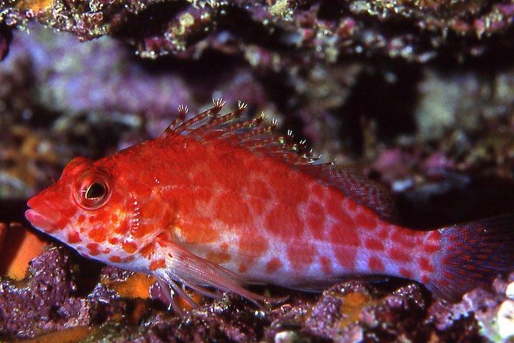 Scuba Diving Hermosa and Coco Beach for Certified Divers