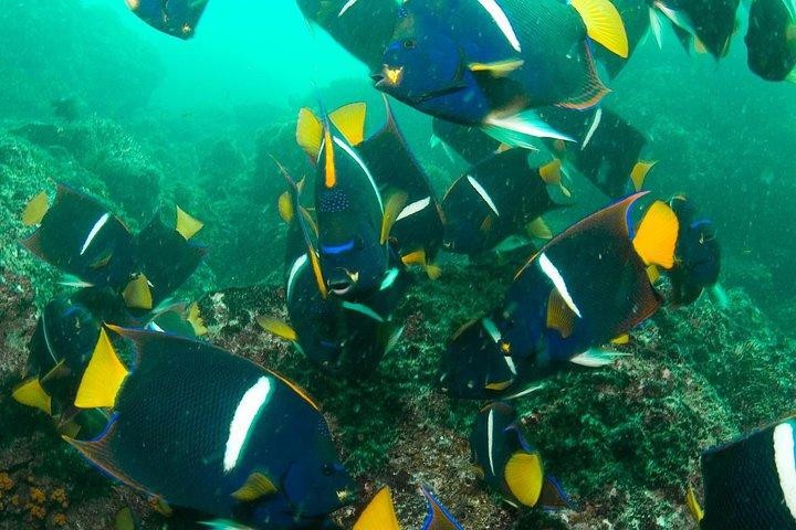 Scuba Diving Hermosa and Coco Beach for Certified Divers