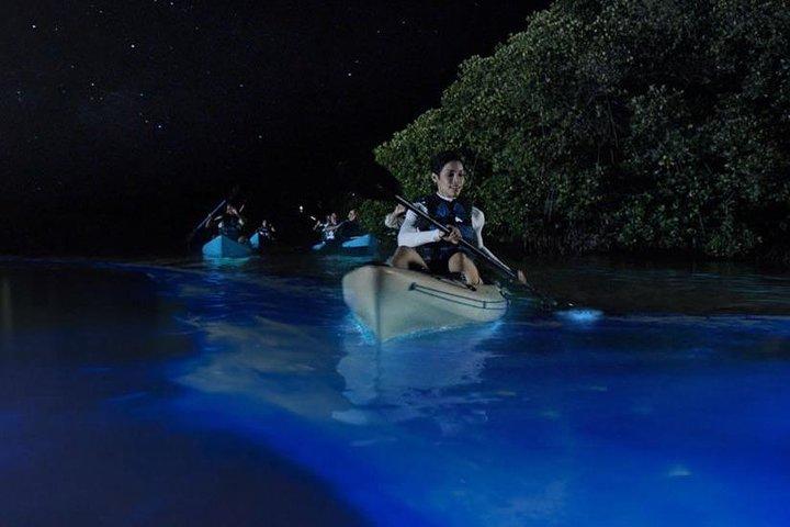 Mangrove Tunnels, Dolphins, Manatee Tour #1 Rated in Cocoa Beach