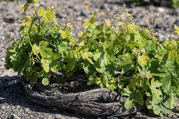 Wine Tour in Santorini with private guide, wine museum and tasting