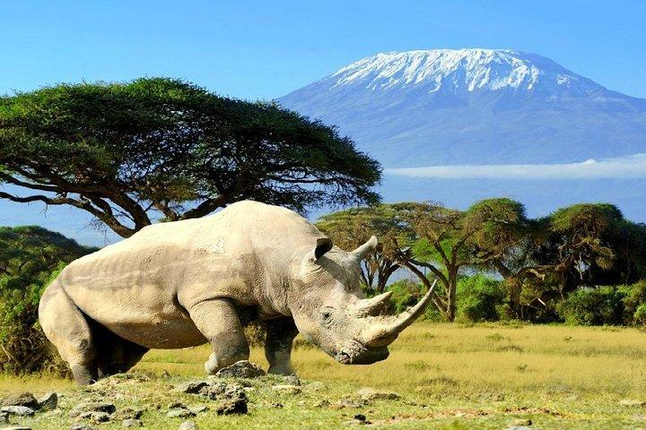 4Days Masai Mara-Lake Nakuru-Lake Naivasha Private classic Safari