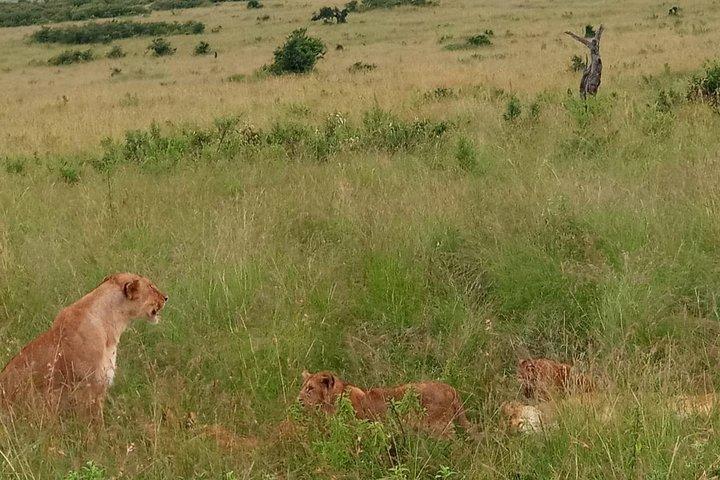 3-day Amboseli National Park Safari with Private Lodge Stay