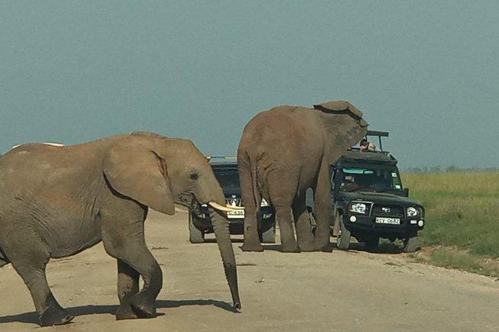 3-day Amboseli National Park Safari with Private Lodge Stay
