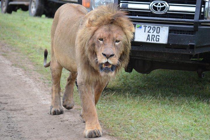 6 Days best adventure kilimanjaro ,Tarangire ,Serengeti &Ngorongoro crater