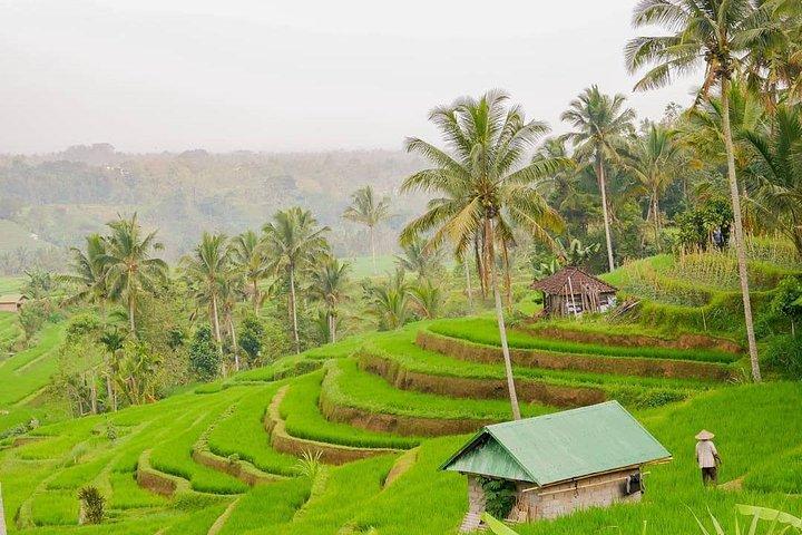 Full-Day Private North Bali Tour with Free WiFi