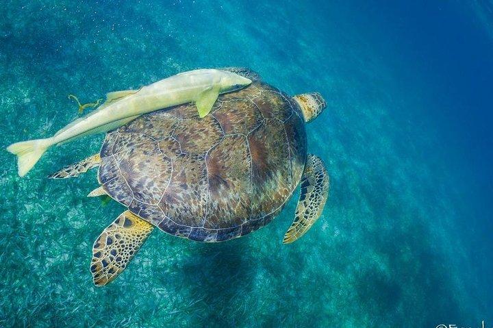 Mahahual Snorkeling Adventure: Turtle Encounter