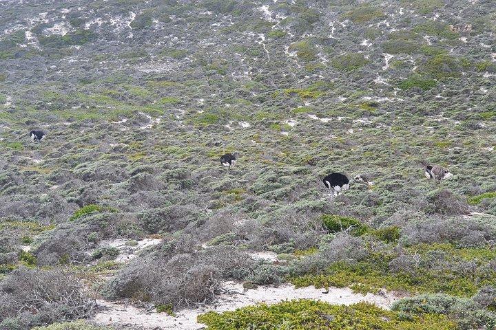 Private Tour Cape of Good Hope & Penguins Sightseeing Full day