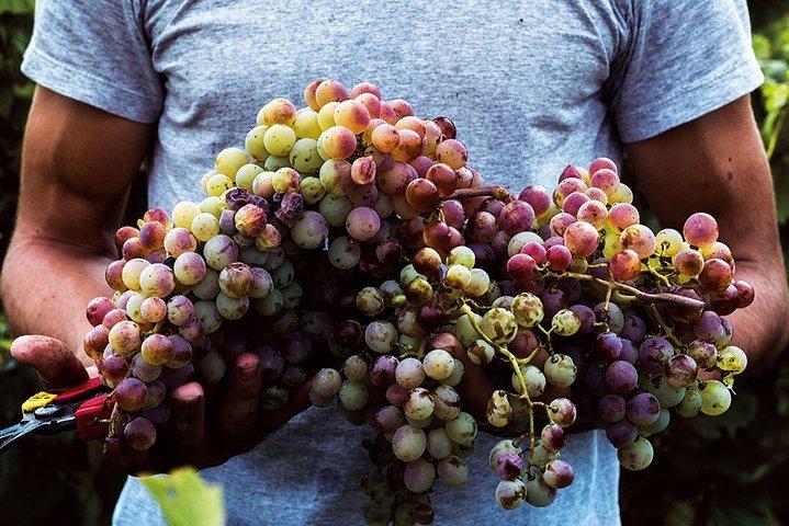 Private Athens Wine Tour For Dedicated Wine Lovers
