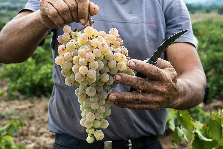 Private Athens Wine Tour For Dedicated Wine Lovers