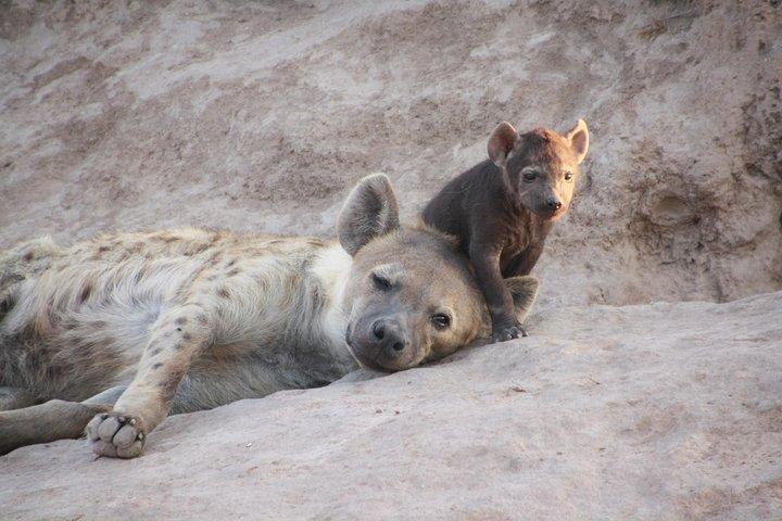 5 Days 4 Nights Nakuru, Naivasha, Masai Mara Budget Safari