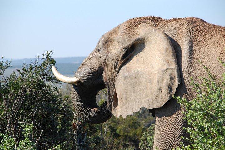 5 Days 4 Nights Nakuru, Naivasha, Masai Mara Budget Safari