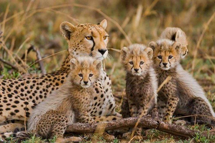 4 Days 3 Nights Mombasa, Tsavo, Amboseli Private Safari