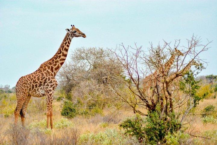 4 Days 3 Nights Mombasa, Tsavo, Amboseli Private Safari