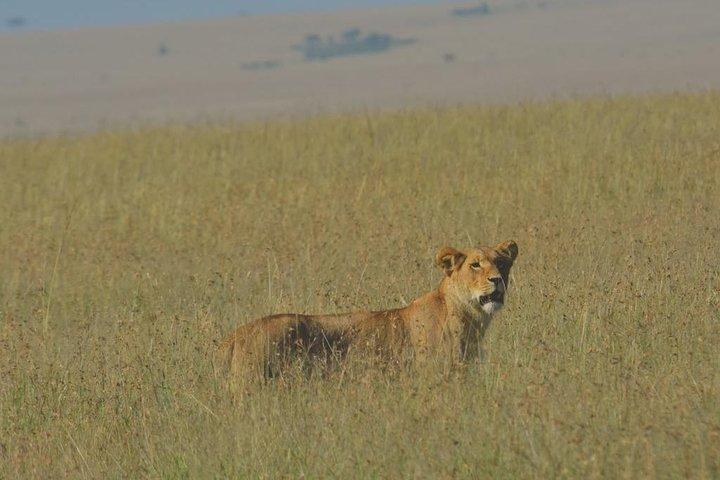 6 Days Maasai Mara/Nakuru/Amboseli Group Safari