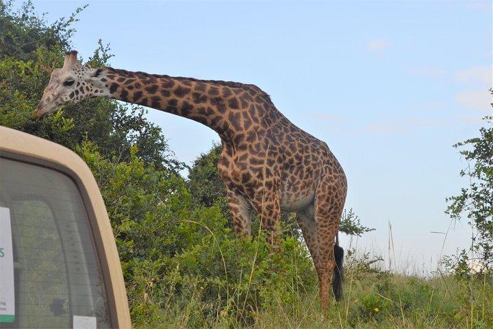 Nairobi National Park