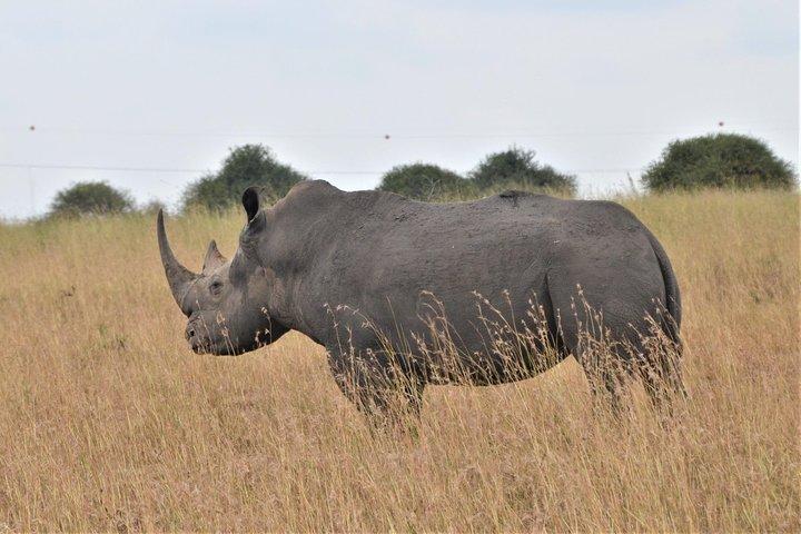 Nairobi National Park