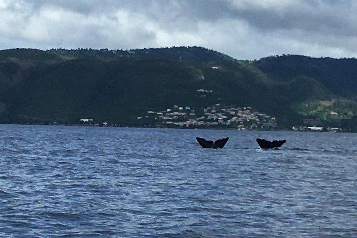PH Whale Watch & Dolphin Cruise in Dominica