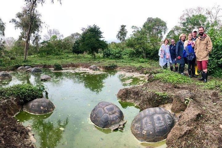 Meet a 150-Year-Old Giant Tortoise in the Galapagos Highlands
