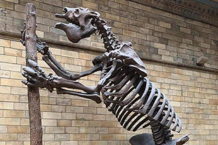 London Natural History Museum Private Tour for Kids & Families
