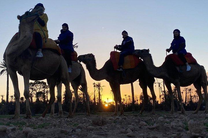 Marrakech camel ride in Palm grove